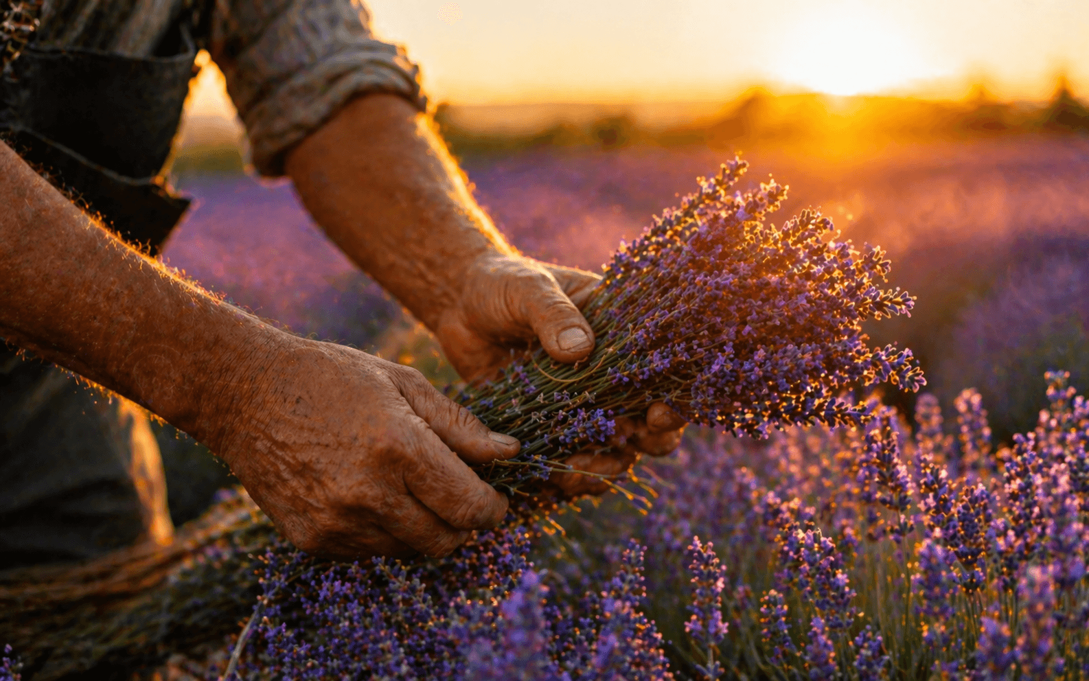 Direct partnerships with essential oil farmers and sustainable sourcing